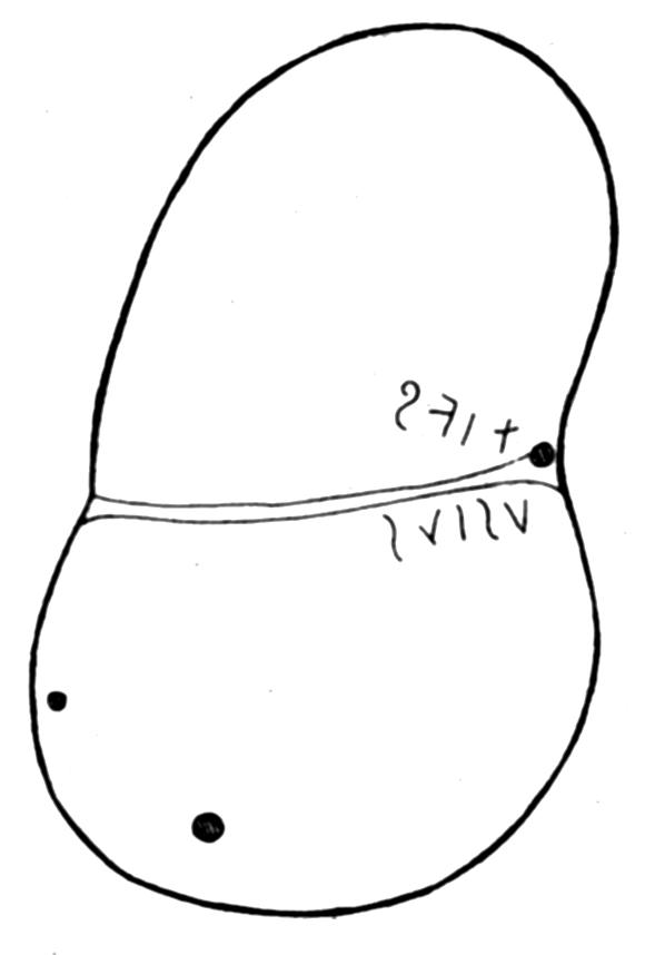 Etruscan liver model